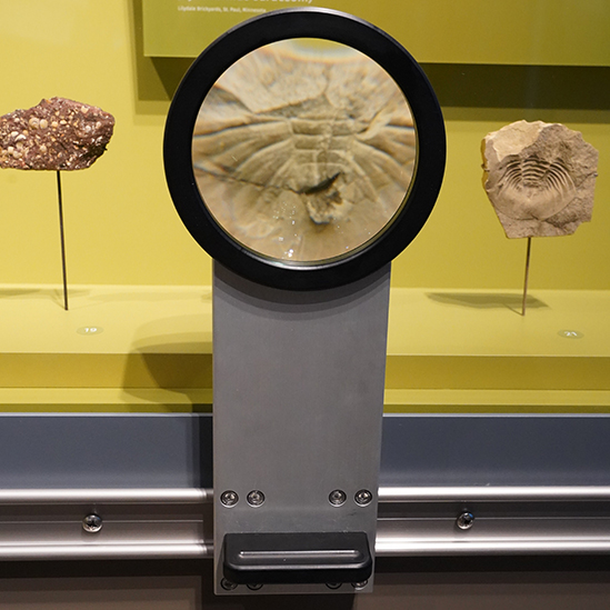 cell model interactive